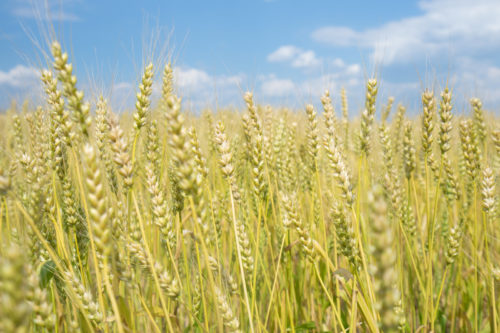 畑に植えられた麦