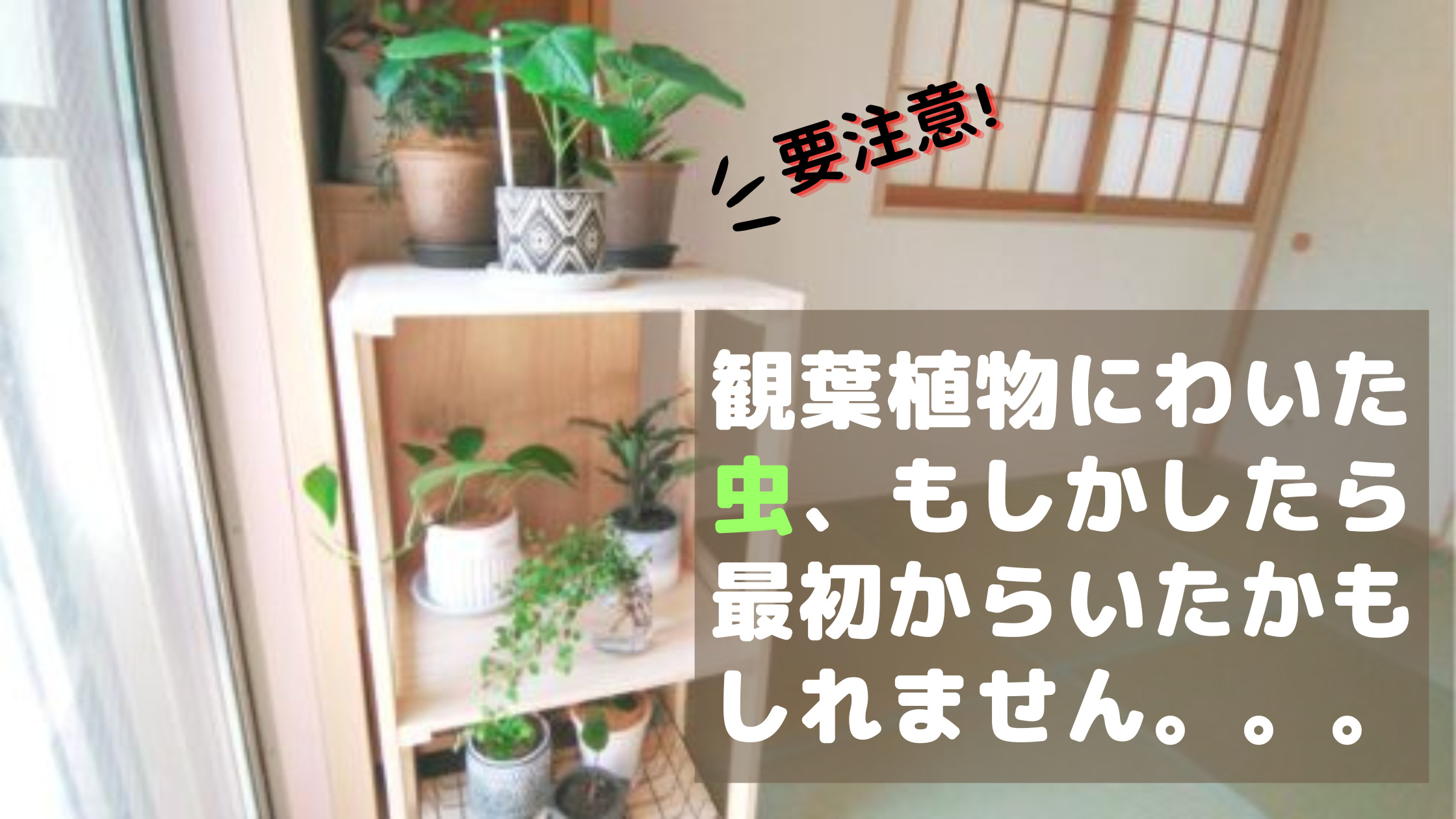 観葉植物を室内に置いたら虫が いったいどこから来たの 毎日主婦