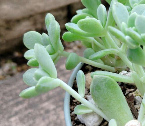 徒長した多肉植物